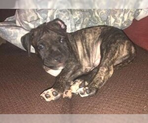 Bullboxer Pit Dogs for adoption in Dumont, NJ, USA