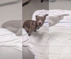 American Pit Bull Terrier-Unknown Mix Dogs for adoption in Las Vegas, NV, USA