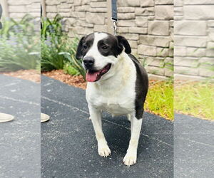Labrador Retriever-Unknown Mix Dogs for adoption in Sterling, MA, USA