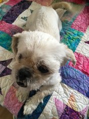 Lhasa Apso-Unknown Mix Dogs for adoption in Canutillo, TX, USA