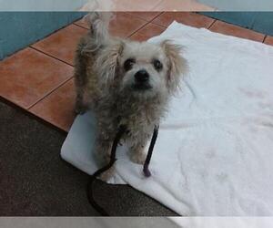Poodle (Miniature)-Unknown Mix Dogs for adoption in Downey, CA, USA
