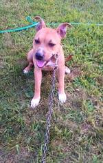 Mutt Dogs for adoption in Grayson, KY, USA
