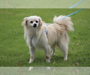 Pomeranian-Spaniel Mix Dogs for adoption in Lake Elsinore, CA, USA