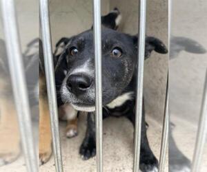 Mutt Dogs for adoption in Oklahoma City, OK, USA