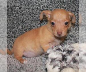 Chihuahua Dogs for adoption in Lucedale, MS, USA