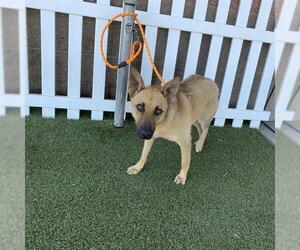German Shepherd Dog Dogs for adoption in Modesto, CA, USA