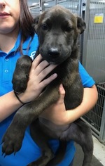 Medium Photo #1 Labrador Retriever-Unknown Mix Puppy For Sale in Evergreen, CO, USA