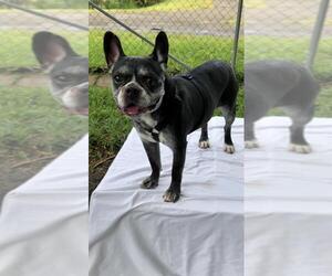 French Bulldog Dogs for adoption in Weston, FL, USA