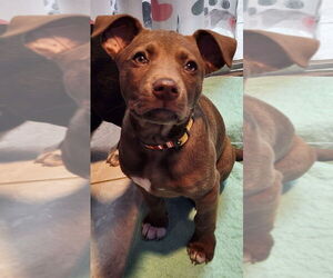 Labrador Retriever-Unknown Mix Dogs for adoption in Walnutport, PA, USA
