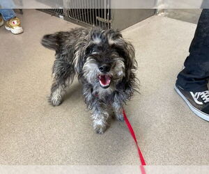- Mix Dogs for adoption in San Bernardino, CA, USA