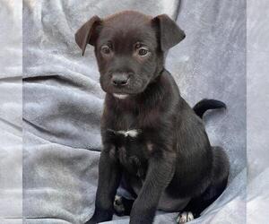 Labrador Retriever-Unknown Mix Dogs for adoption in San Diego, CA, USA