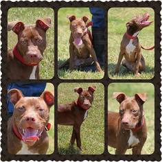 American Pit Bull Terrier-Unknown Mix Dogs for adoption in Tom Bean, TX, USA