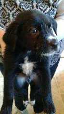 Border Collie Dogs for adoption in White River Junction, VT, USA