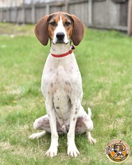 Medium Photo #1 Coonhound Puppy For Sale in Mt Vernon, IN, USA
