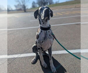 Great Dane Dogs for adoption in Vail, AZ, USA