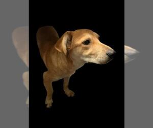 Golden Labrador Dogs for adoption in Grand Haven, MI, USA