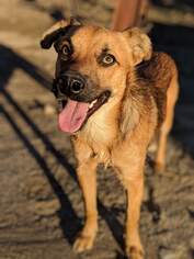 Mutt Dogs for adoption in Temecula, CA, USA