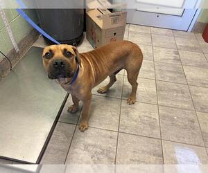 American Staffordshire Terrier-Unknown Mix Dogs for adoption in Grand Prairie, TX, USA
