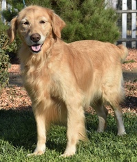 Golden Retriever Dogs for adoption in Palo Alto, CA, USA