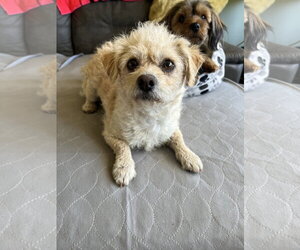 Colonial Cocker Spaniel-Unknown Mix Dogs for adoption in Bellevue, WA, USA