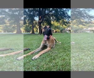Great Dane Dogs for adoption in Bullard, TX, USA
