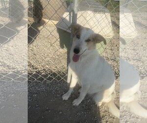Australian Shepherd-Unknown Mix Dogs for adoption in Parker, KS, USA