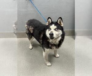 Siberian Husky-Unknown Mix Dogs for adoption in Las Vegas, NV, USA