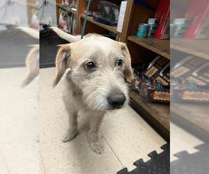 Mutt Dogs for adoption in Stockton, CA, USA