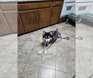 Siberian Husky Dogs for adoption in Carrollton, TX, USA