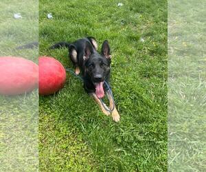 Mutt Dogs for adoption in Front Royal, VA, USA