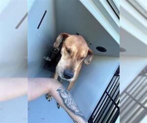 Labrador Retriever-Unknown Mix Dogs for adoption in Houston, TX, USA