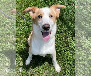Siberian Husky-Unknown Mix Dogs for adoption in Low Moor, VA, USA