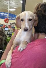 Dachshund Dogs for adoption in Fort Worth, TX, USA