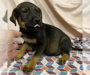 Doberman Pinscher-German Shepherd Dog Mix Dogs for adoption in Modesto, CA, USA