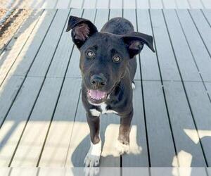 Australian Shepherd-German Shepherd Dog Mix Dogs for adoption in Orange, CA, USA