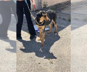 Doberman Pinscher-Unknown Mix Dogs for adoption in Camarillo, CA, USA