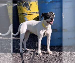 Rat Terrier-Unknown Mix Dogs for adoption in Waterloo, IA, USA