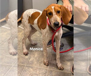 Mutt Dogs for adoption in Rustburg, VA, USA