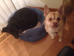 Chug Dogs for adoption in Aurora, CO, USA