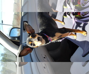 Miniature Pinscher Dogs for adoption in Caribou, ME, USA