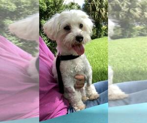 Maltese Dogs for adoption in Weston, FL, USA
