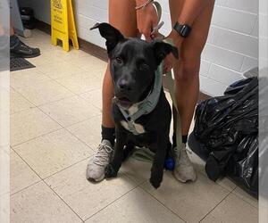 Labrador Retriever Dogs for adoption in Stockton, CA, USA