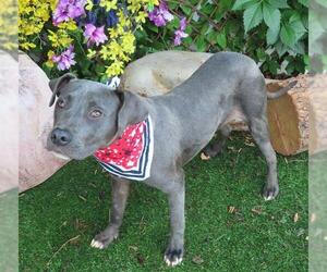 American Pit Bull Terrier-Unknown Mix Dogs for adoption in Oklahoma City, OK, USA