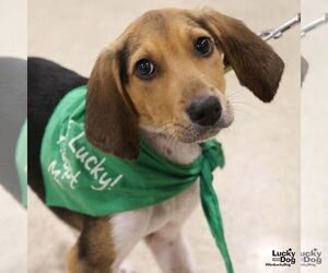 Mutt Dogs for adoption in Washington, DC, USA