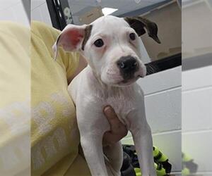American Pit Bull Terrier Dogs for adoption in Temple, TX, USA