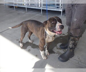 Mutt Dogs for adoption in Oroville, CA, USA