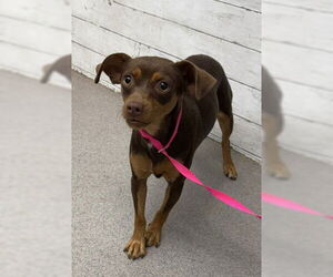 Miniature Pinscher-Unknown Mix Dogs for adoption in San Bernardino, CA, USA