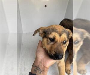German Shepherd Dog-Unknown Mix Dogs for adoption in Houston, TX, USA