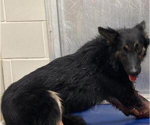 German Shepherd Dog-Unknown Mix Dogs for adoption in Grand Prairie, TX, USA