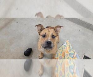 Mastiff-Unknown Mix Dogs for adoption in Jackson, CA, USA